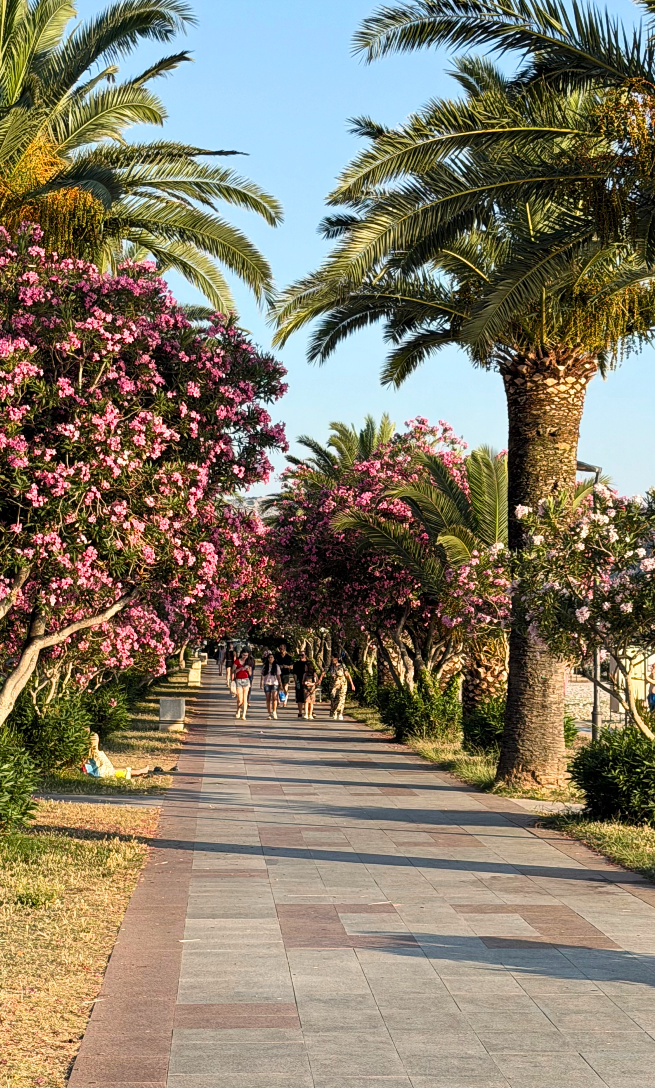 The promenade in Bar with palms, flowers, and evening walkers.