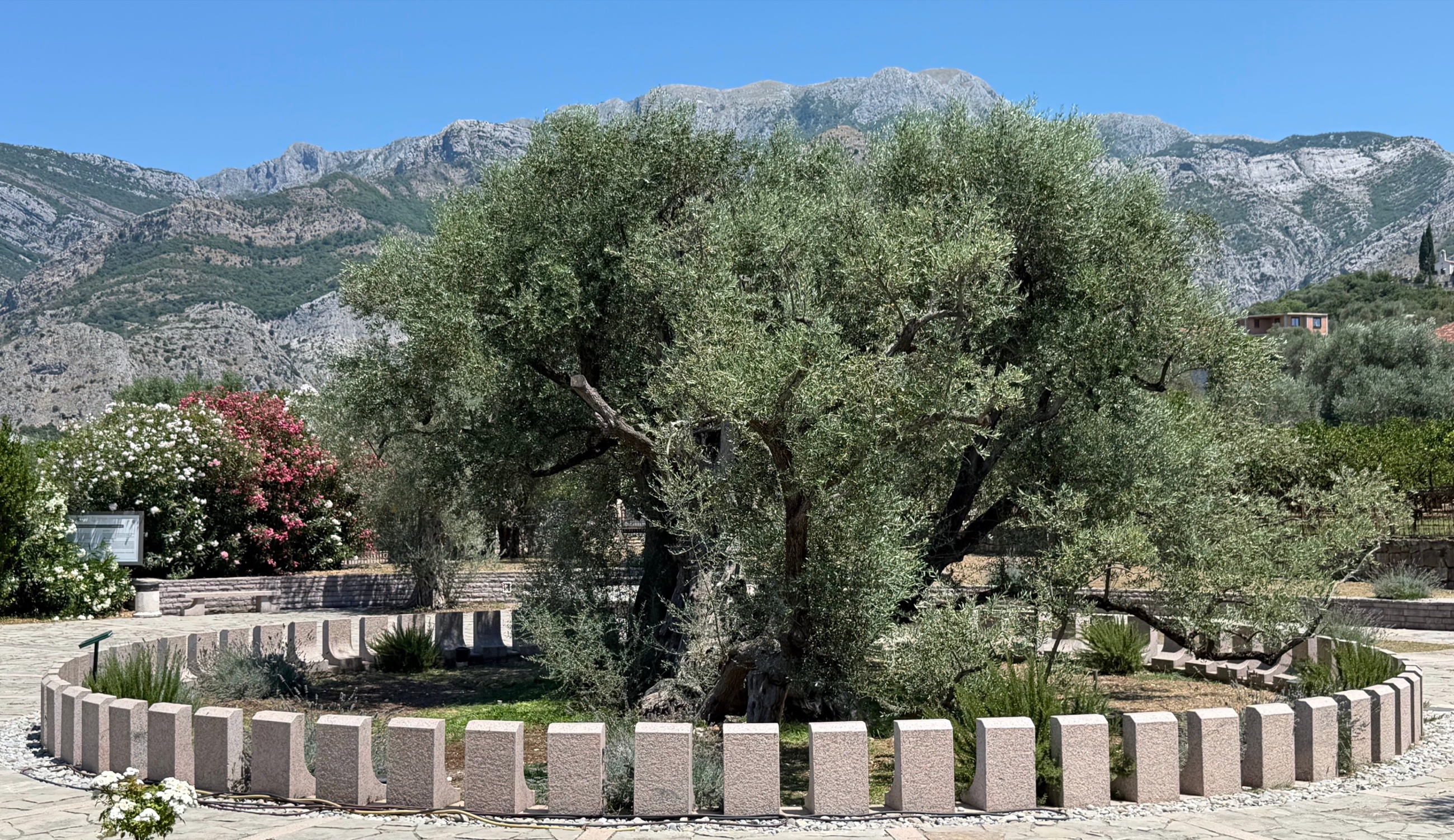 The ancient olive tree at Mirovica with Mount Rumija behind it