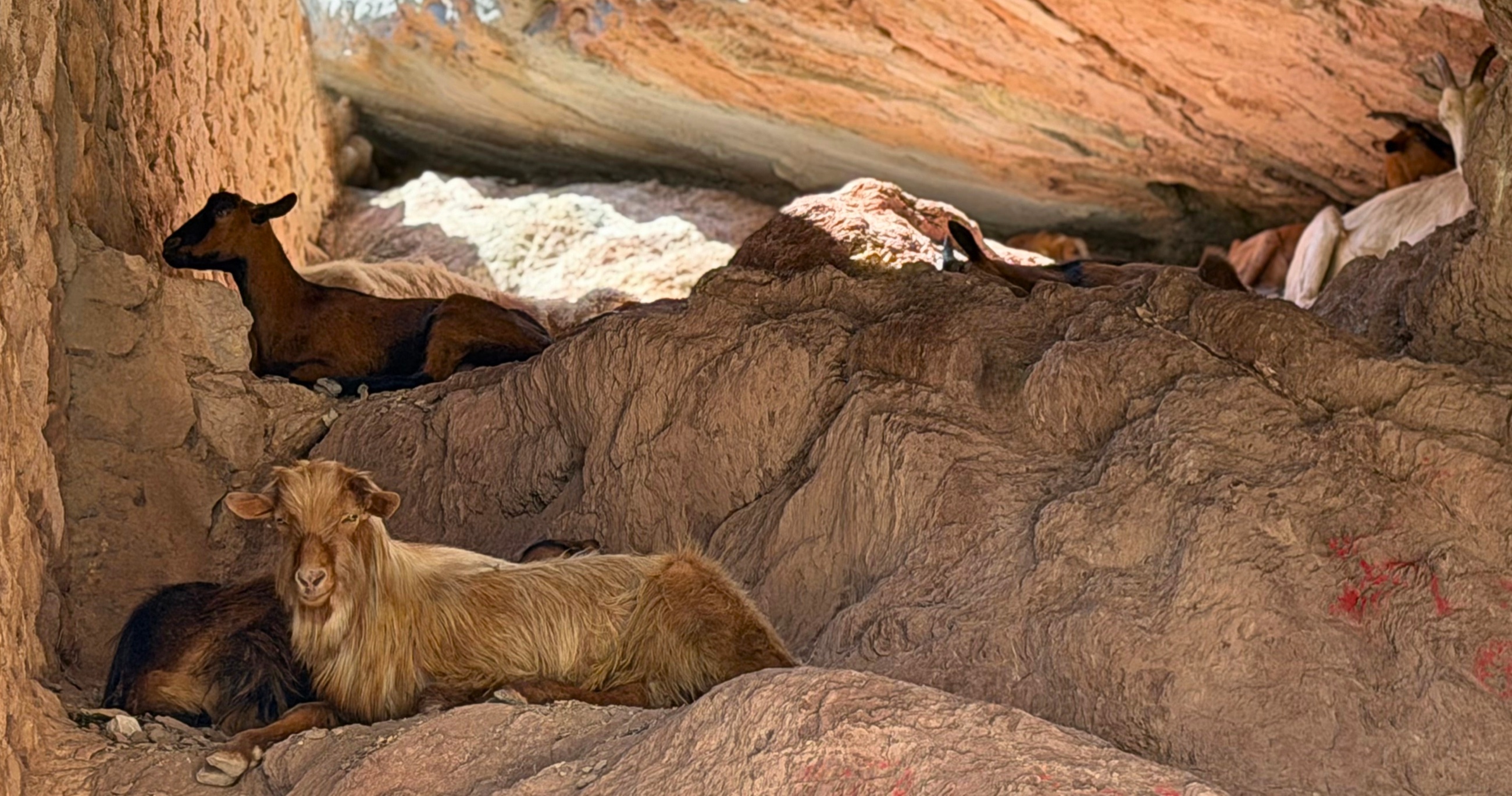 Goats resting beneath a rocky overhang above Stari Bar