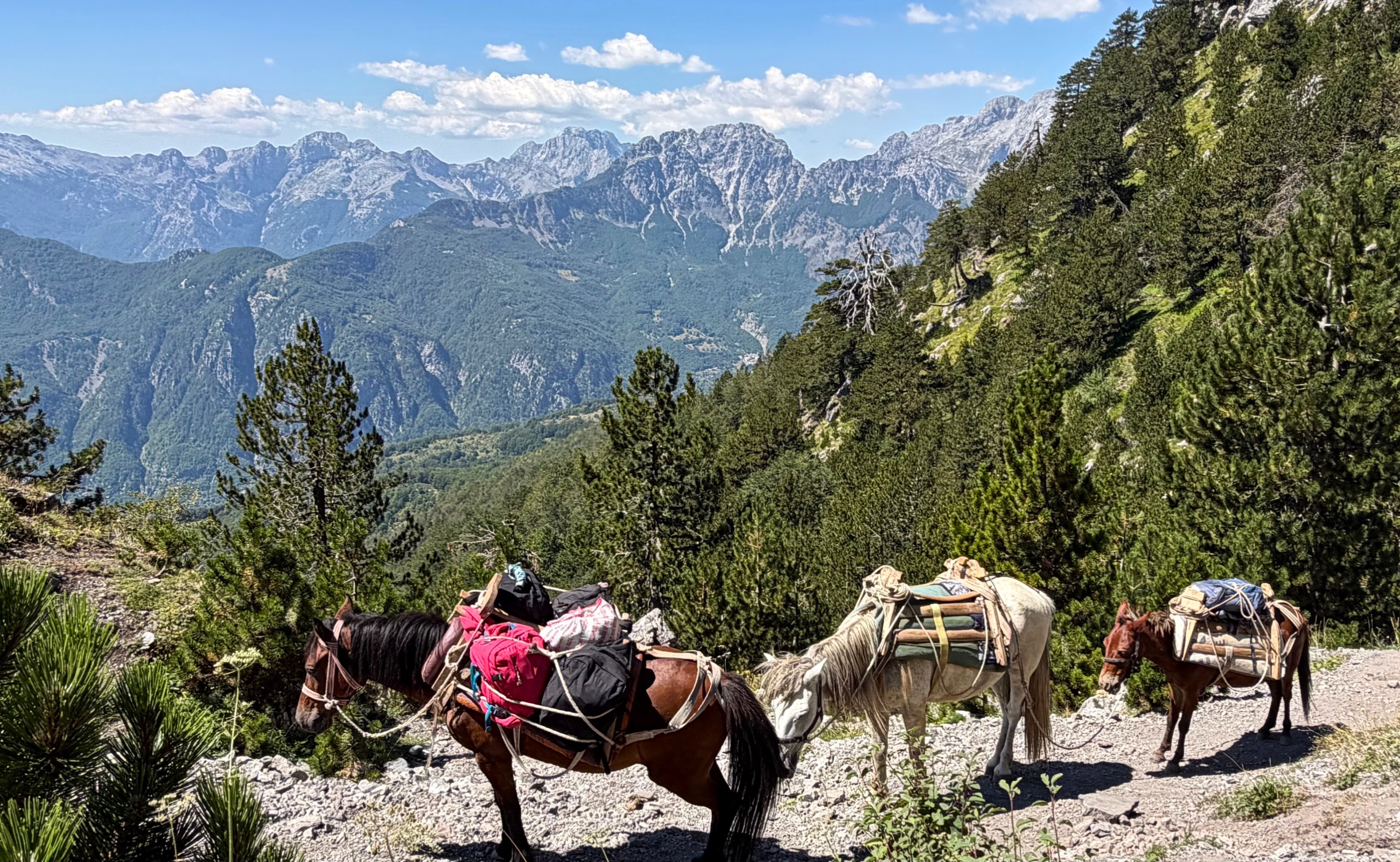 Pack mules carrying supplies along the mountain trail with limestone peaks behind them.