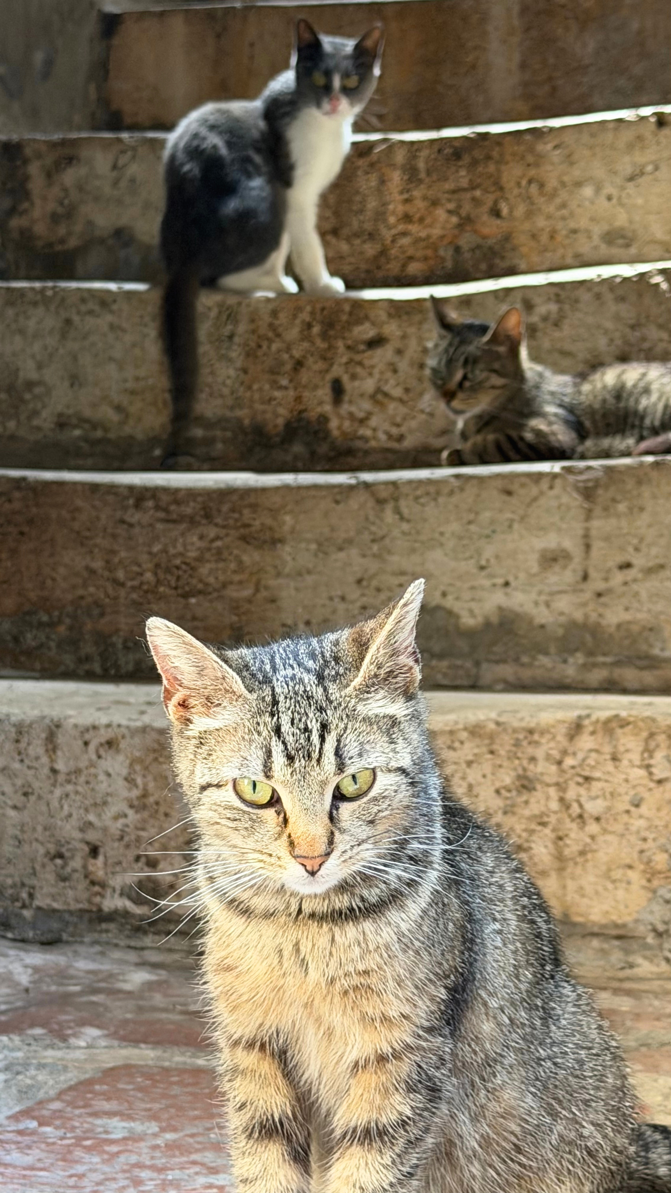Cats of the Old Town sunning themselves on stone steps.