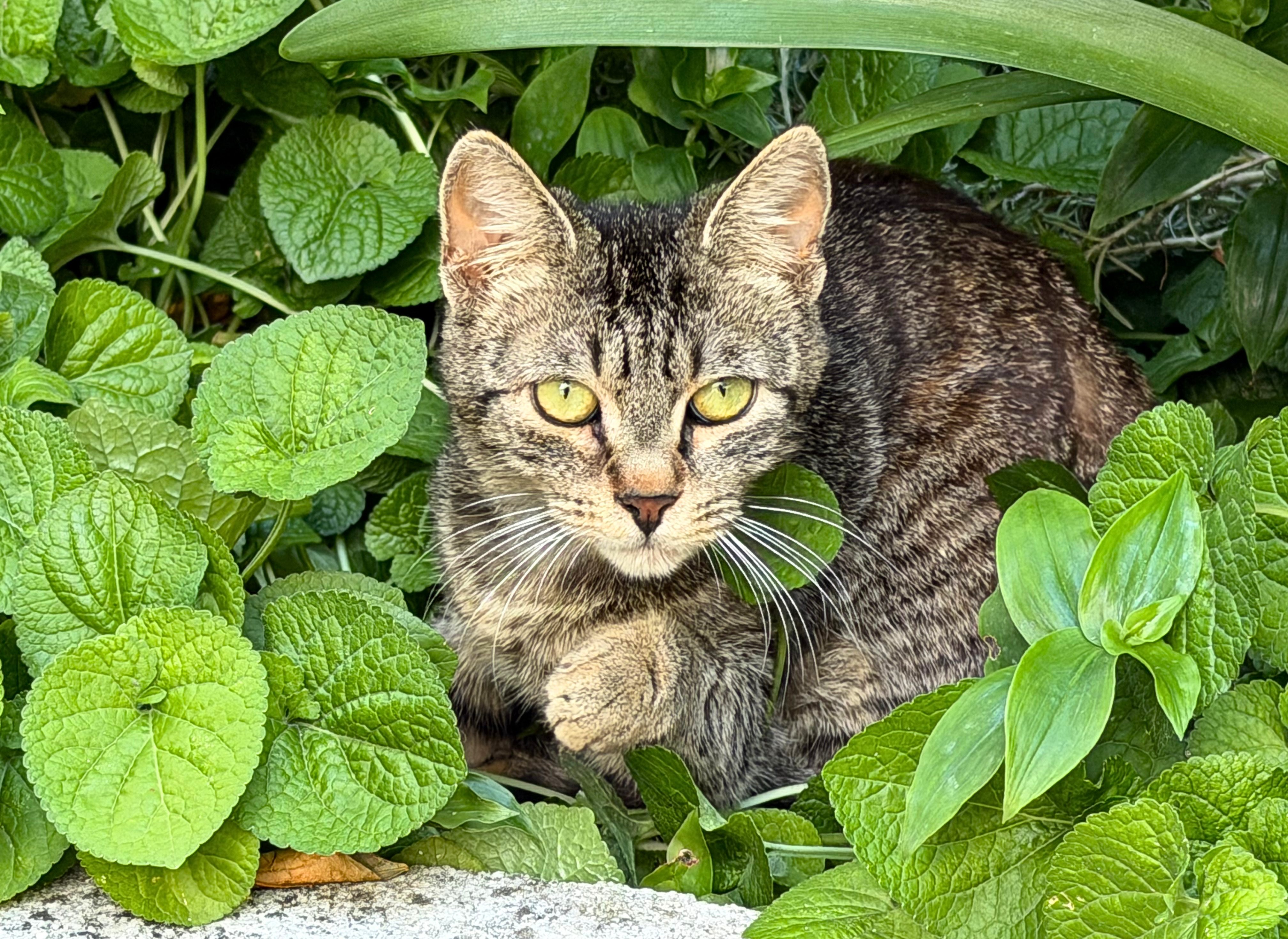 A cat tucked into the bushes near an apartment in Dobrota.
