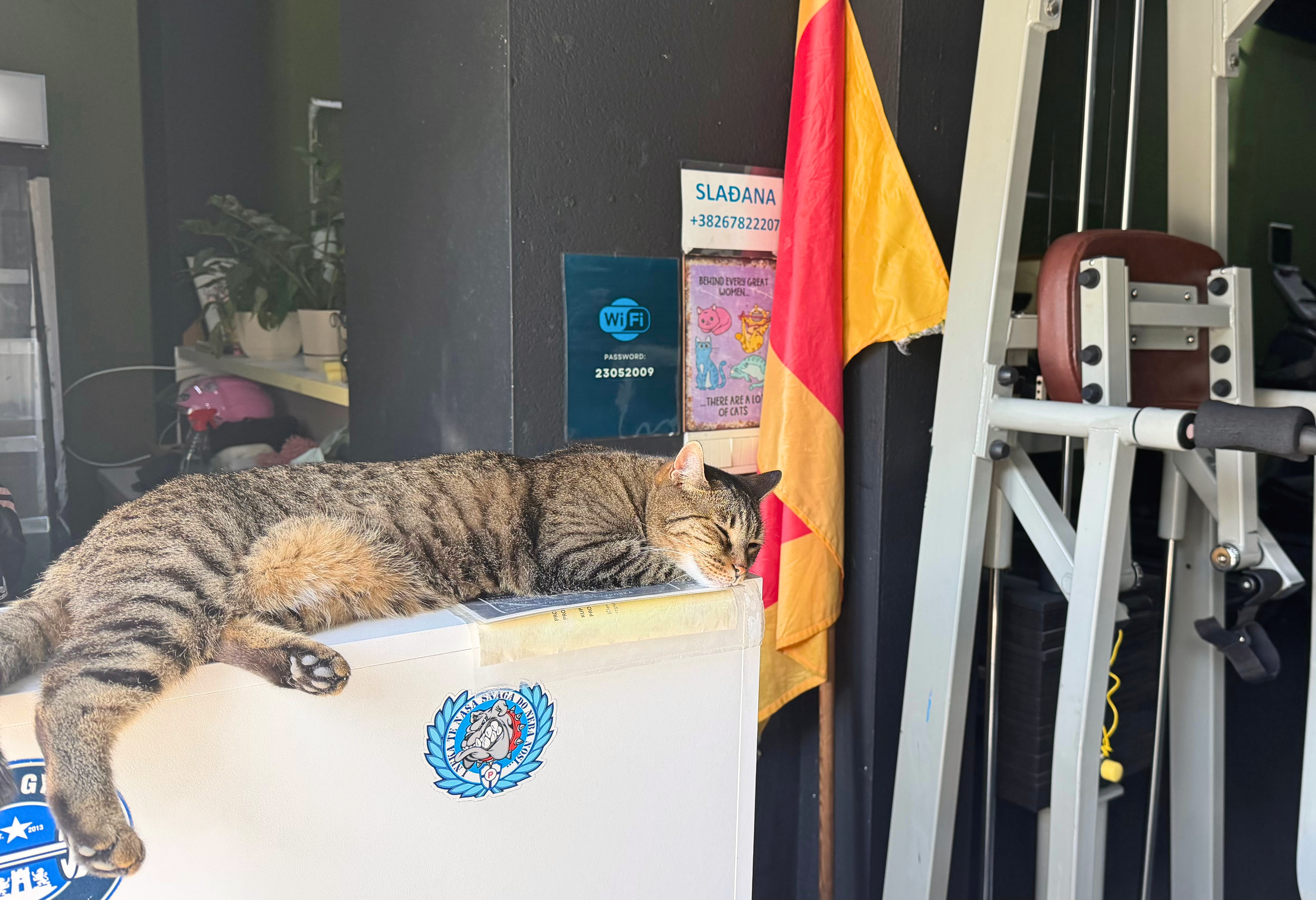 Tiger the gym cat sleeping across the front desk beside gym equipment in Kotor.