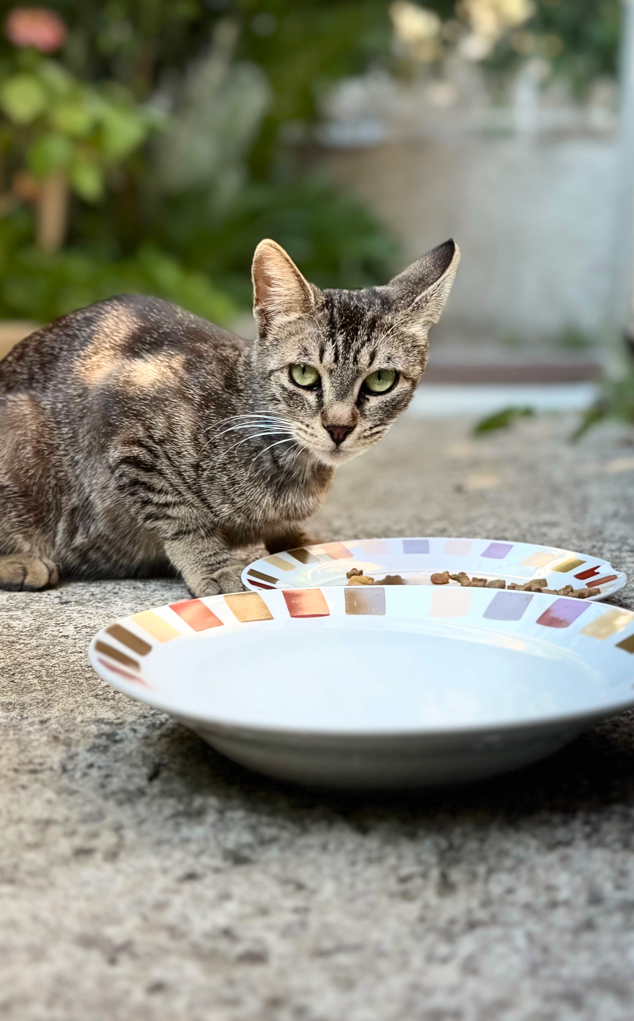 Bitty, the kitten who adopted us, at her mealtime during our month in Kotor