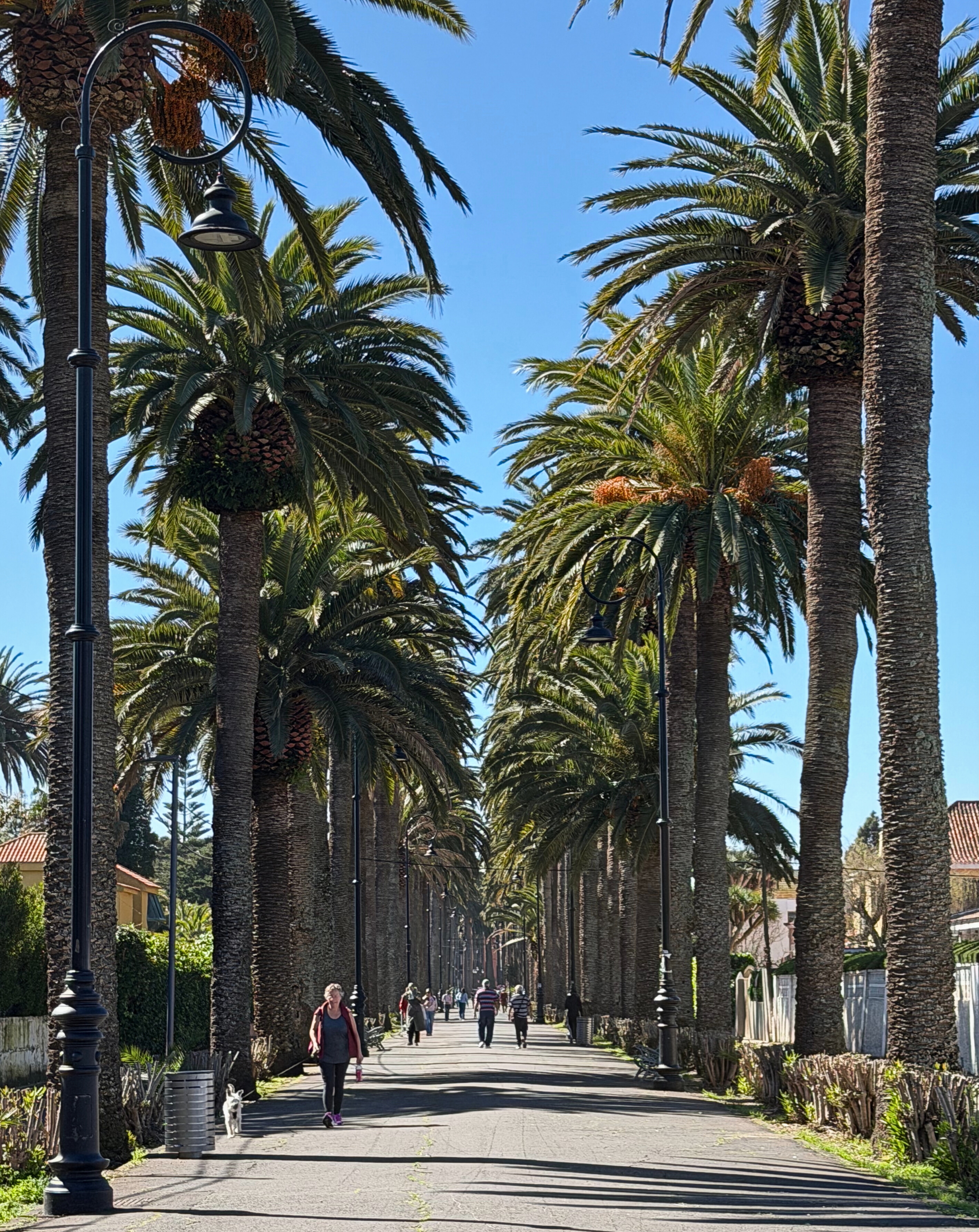 A palm-lined avenue on El Camino Largo in La Laguna.