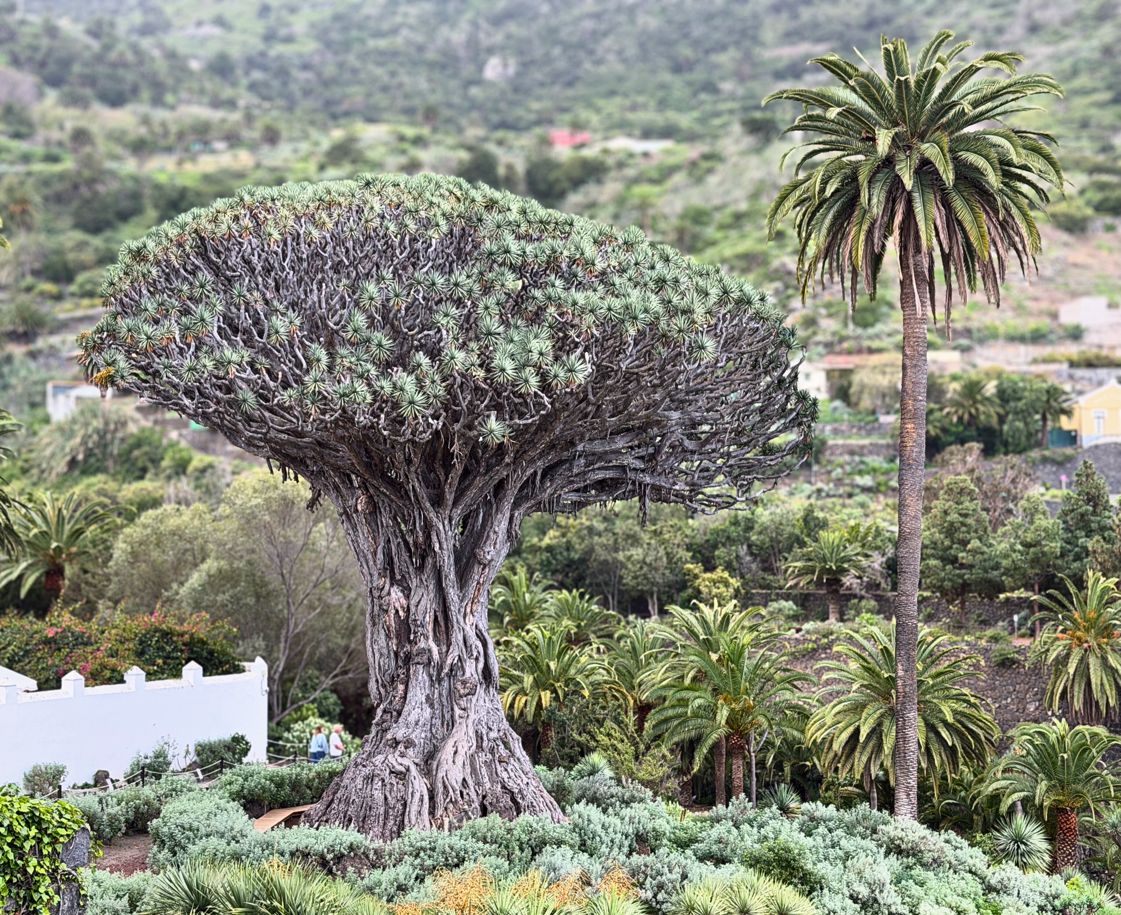 The Drago Milenario dragon tree surrounded by palms and greenery in Icod de los Vinos.