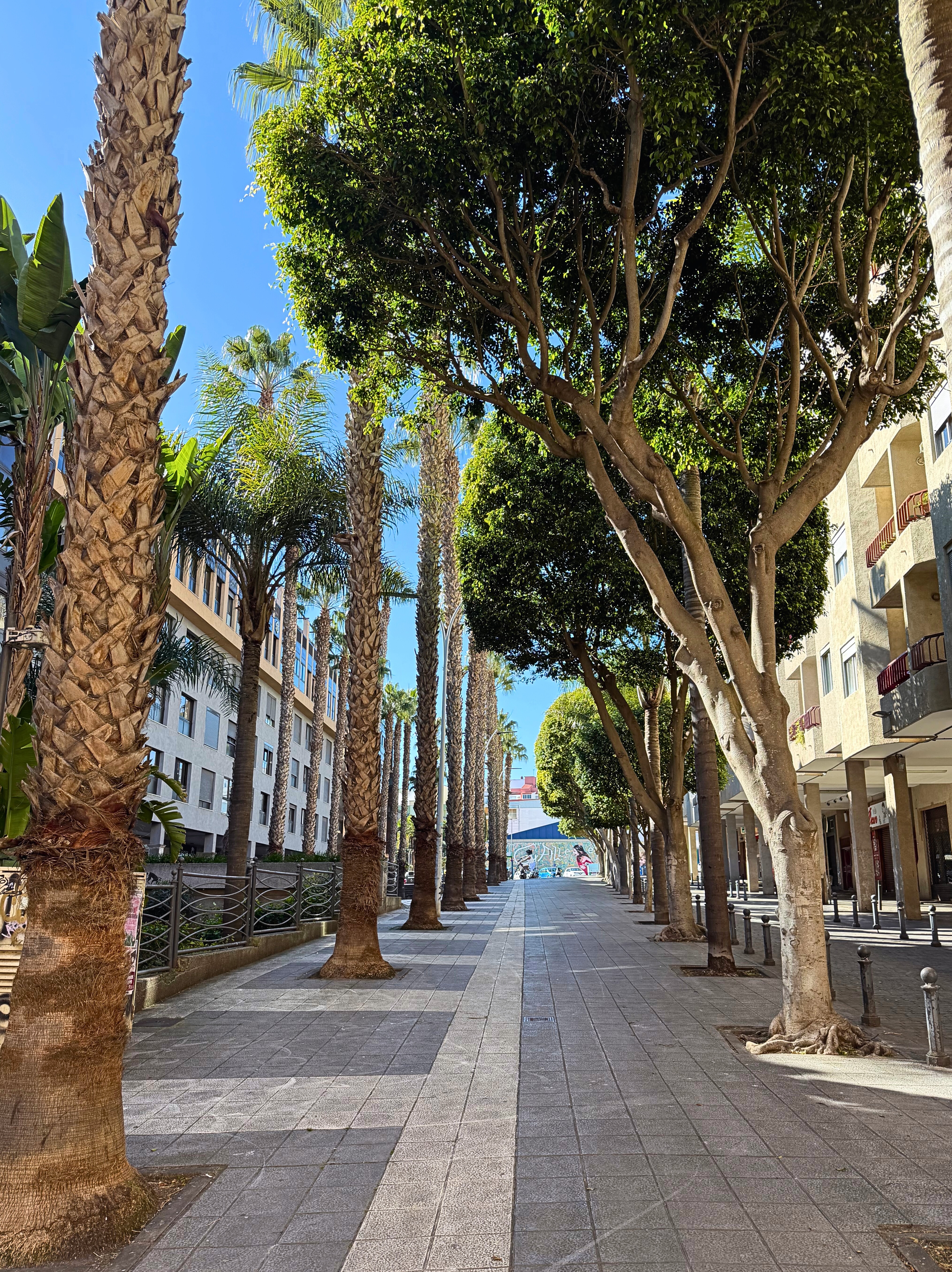 A shaded pedestrian walk framed by palms and old trees in La Laguna.