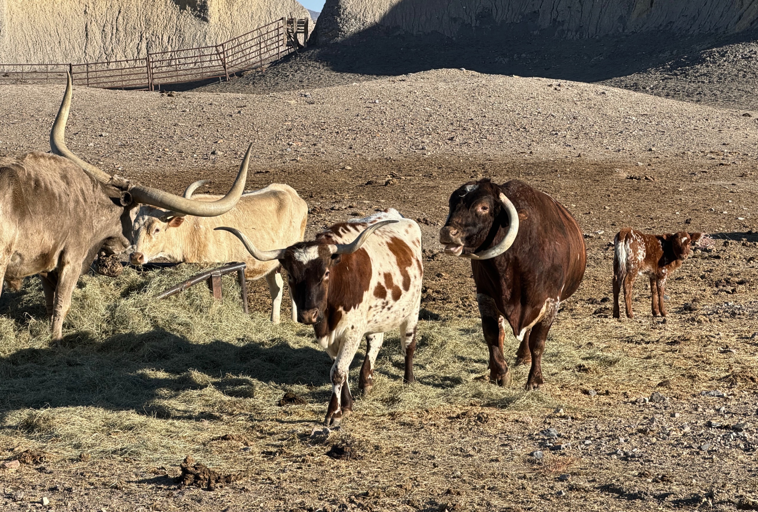 Cattle moving through open West Texas ranchland.