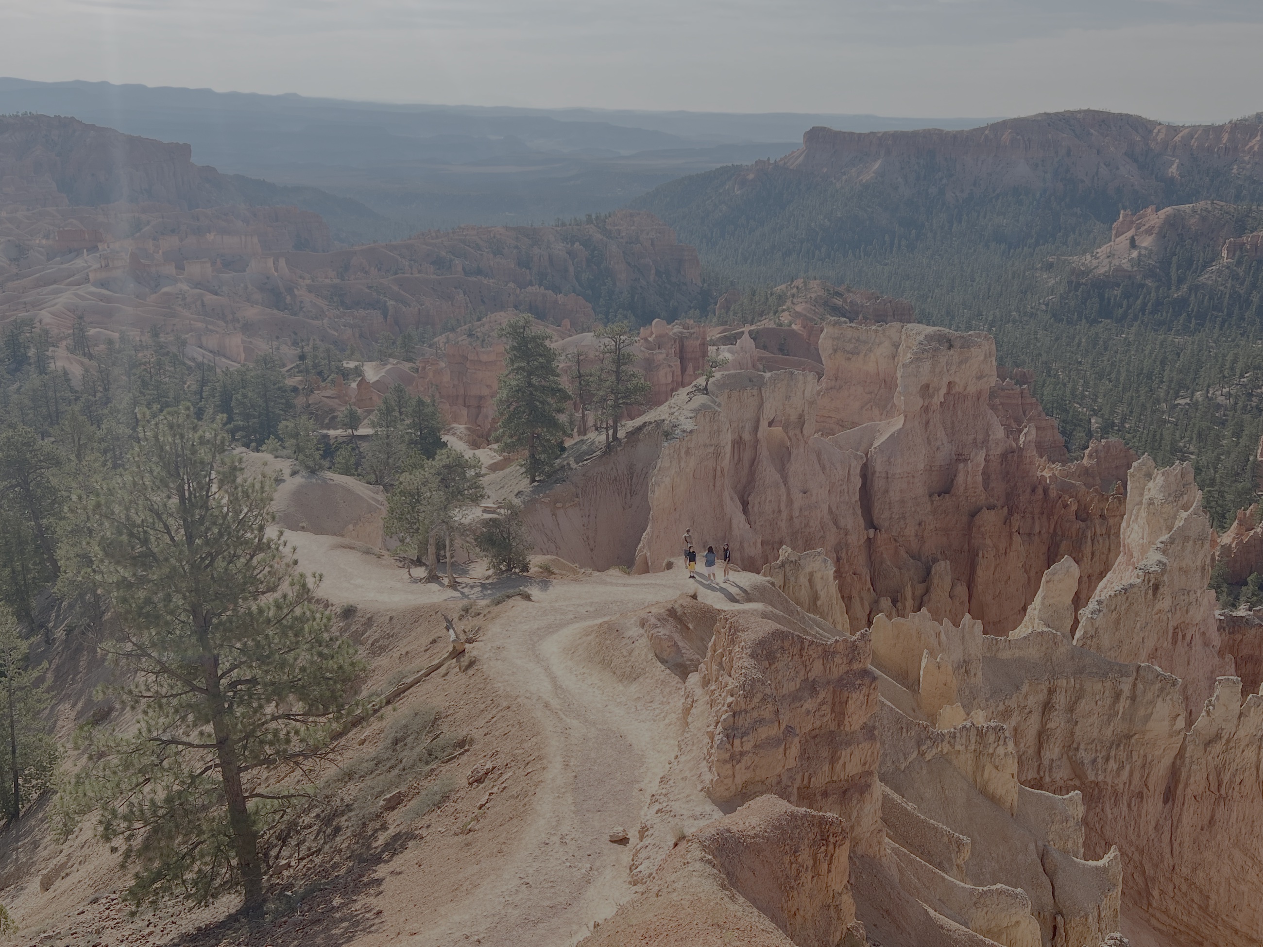 Trail dropping into Bryce Canyon among hoodoos and pines.