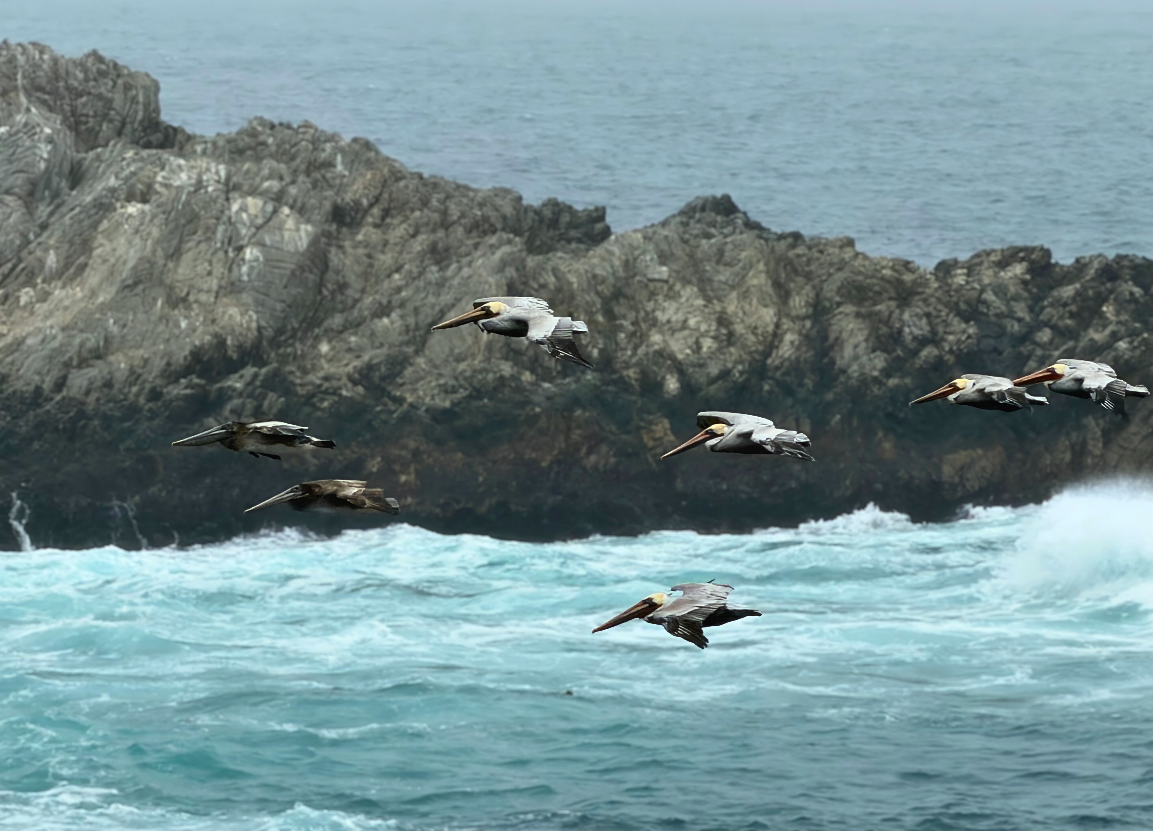Pelicans flying along the coast near Point Lobos