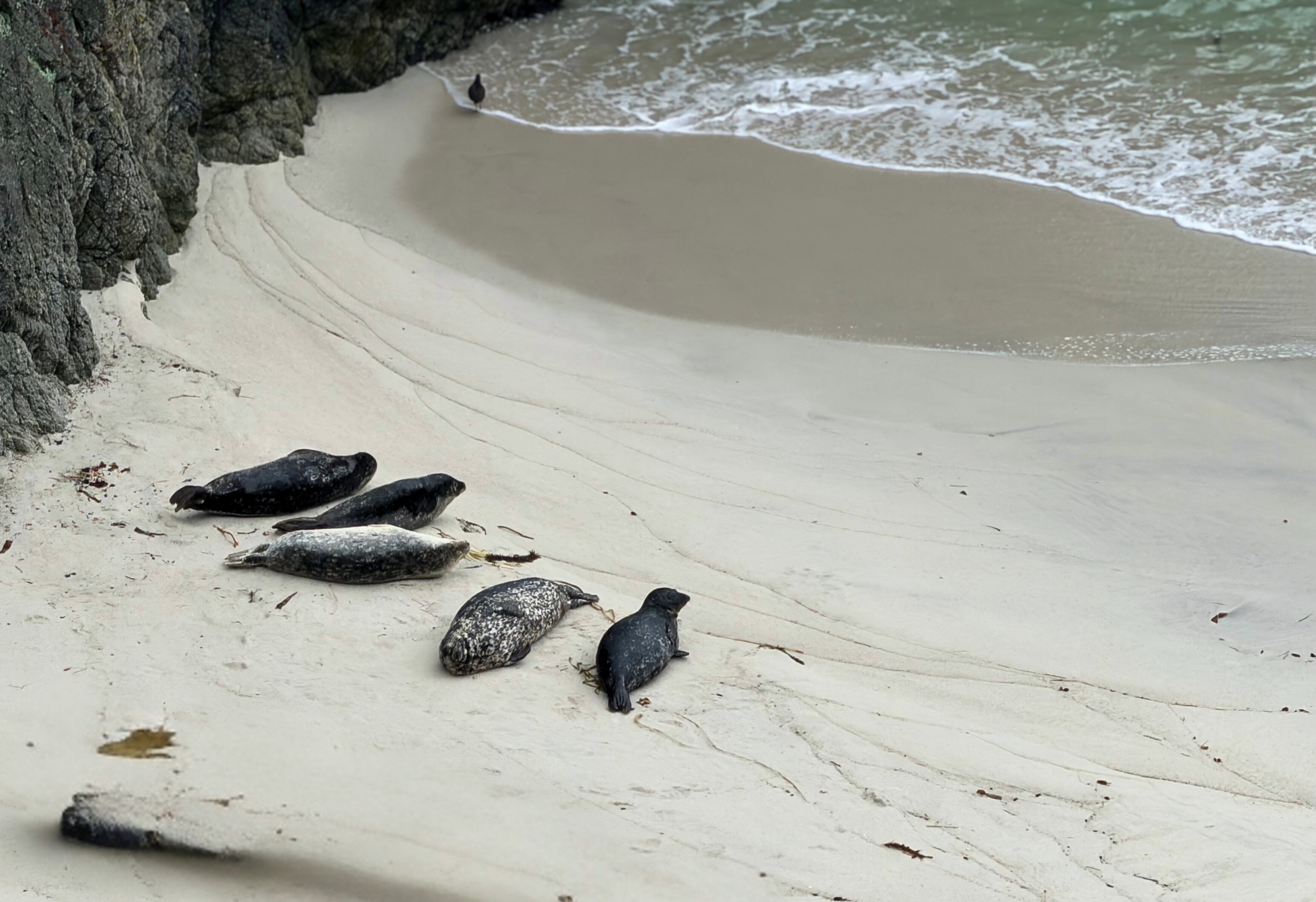 Seals resting on the beach in the midday tide