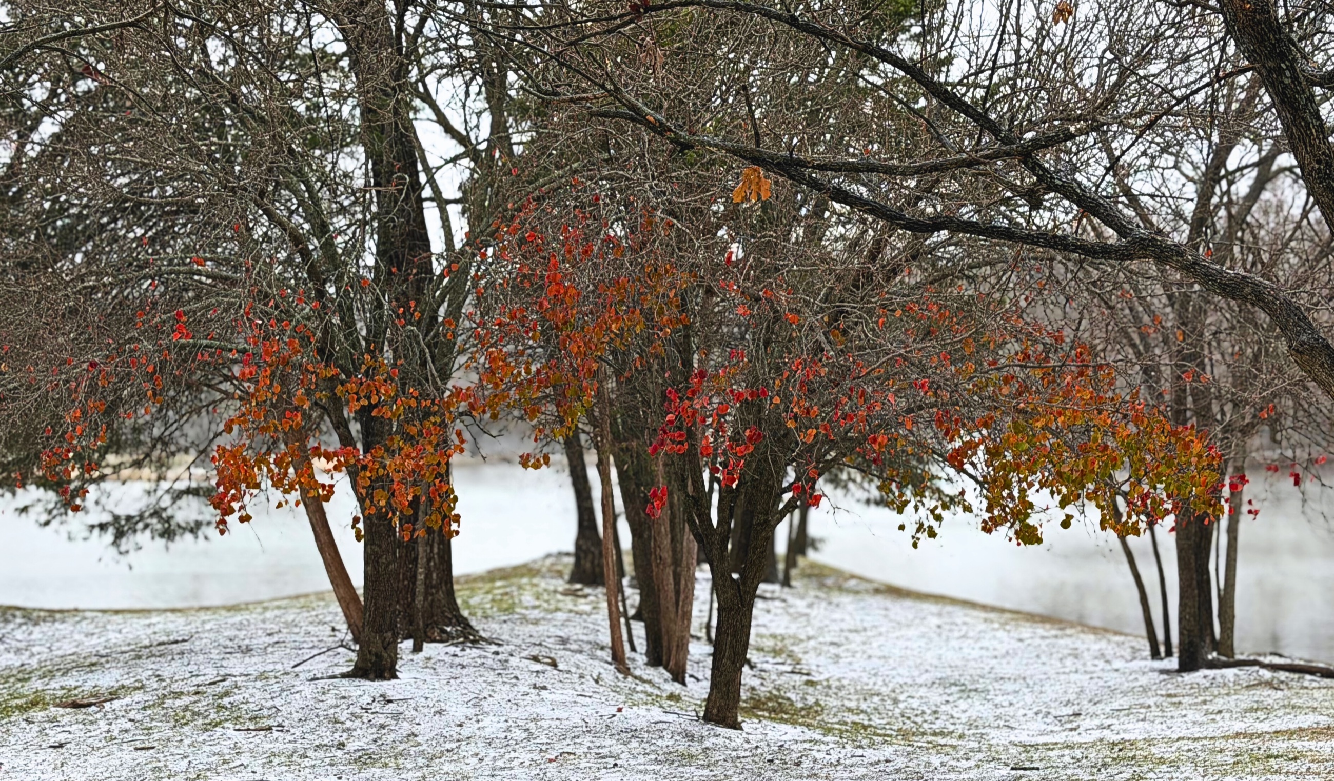 Bare trees with clinging red and orange leaves along a snow-dusted pond off White Rock Creek.
