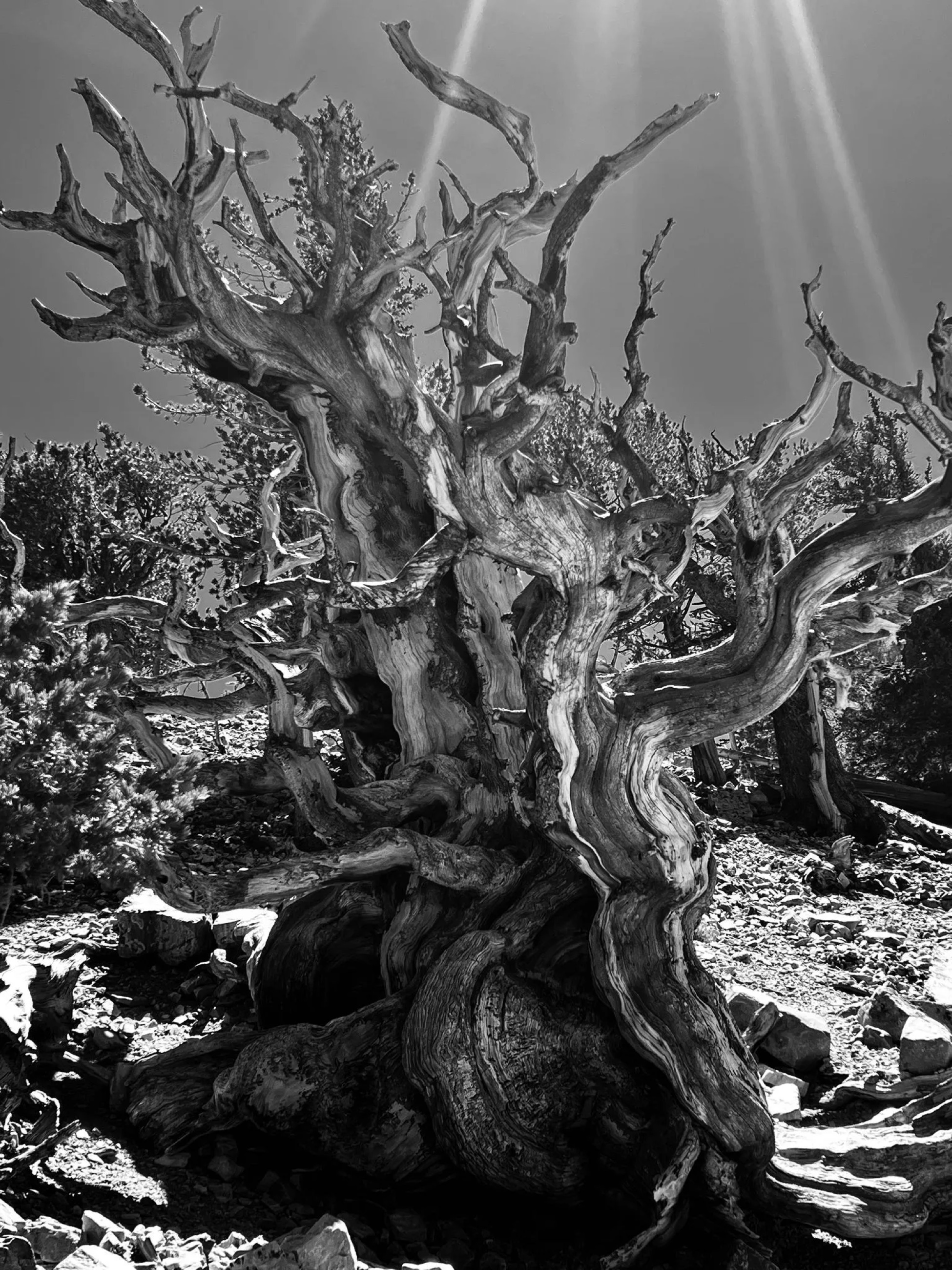 A gnarled ancient bristlecone pine rising from rocky ground in Great Basin National Park.
