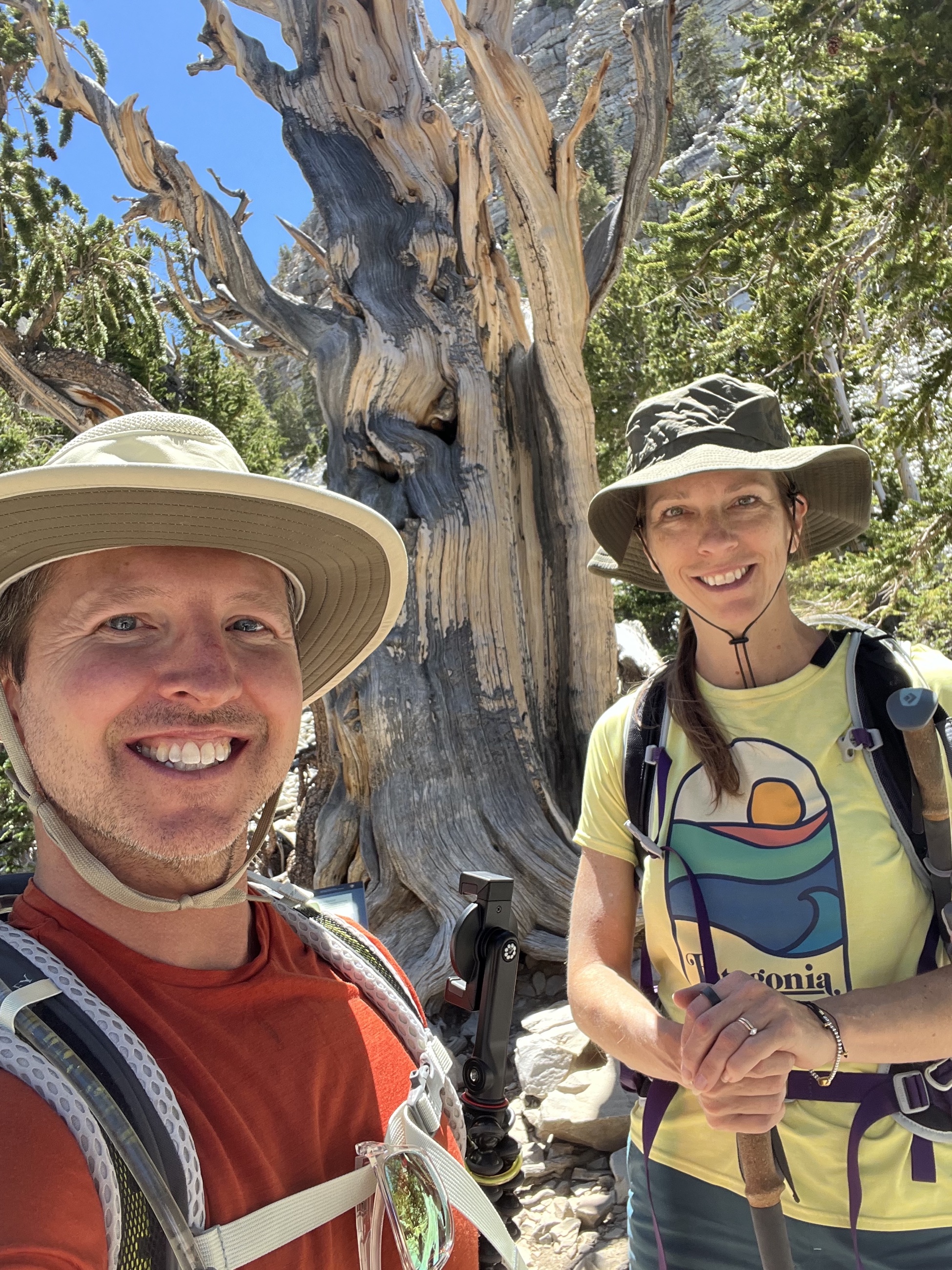 An ancient bristlecone pine growing from pale stone in Great Basin National Park.