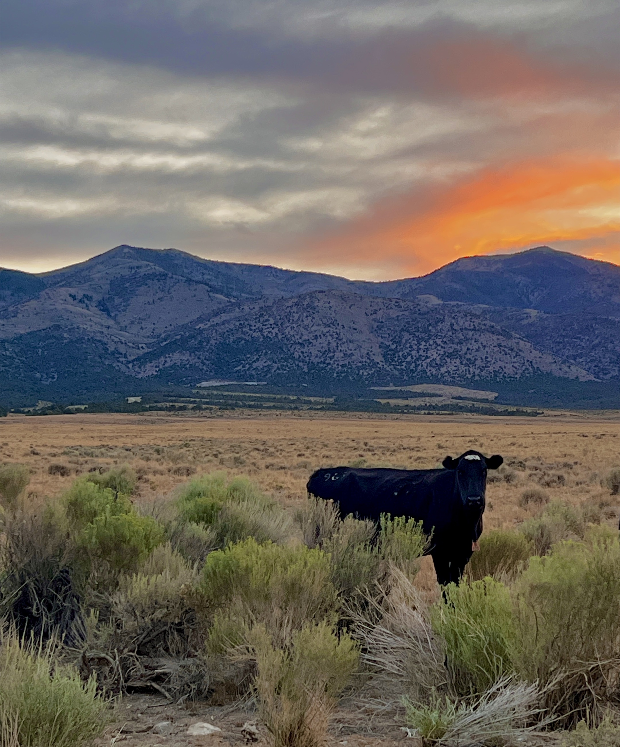 An open range cow at sunset in the Nevada high desert.