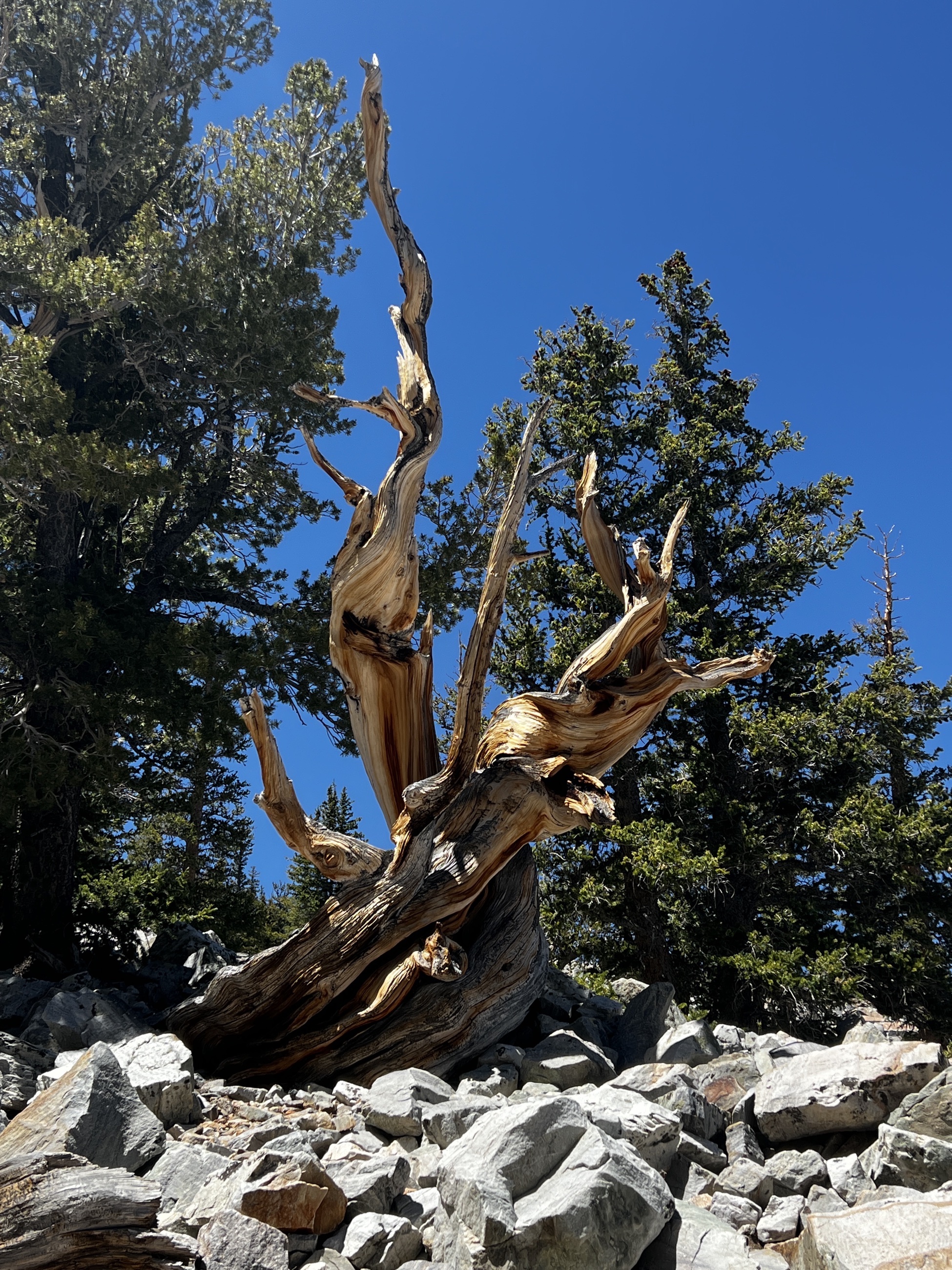 Ancient bristlecone pines growing in rocky terrain in Great Basin National Park.
