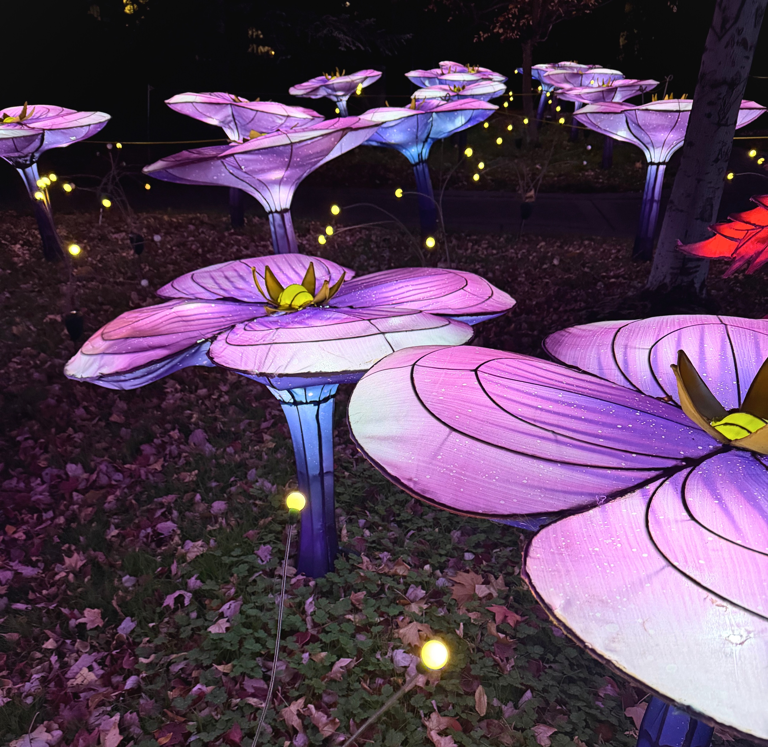 A field of large purple lantern flowers glowing among fallen autumn leaves.