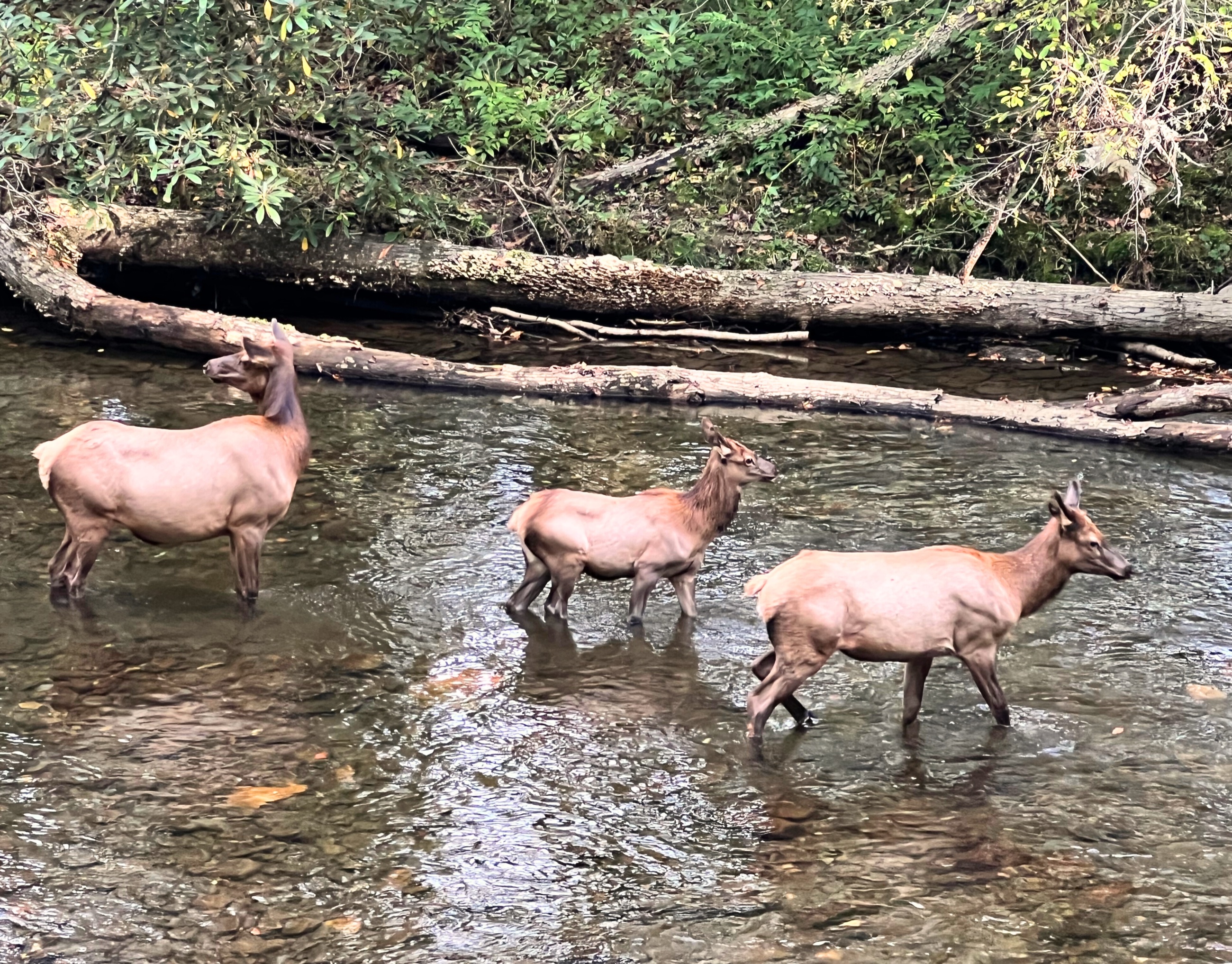 Elk standing in the Oconaluftee River in Great Smoky Mountains National Park.