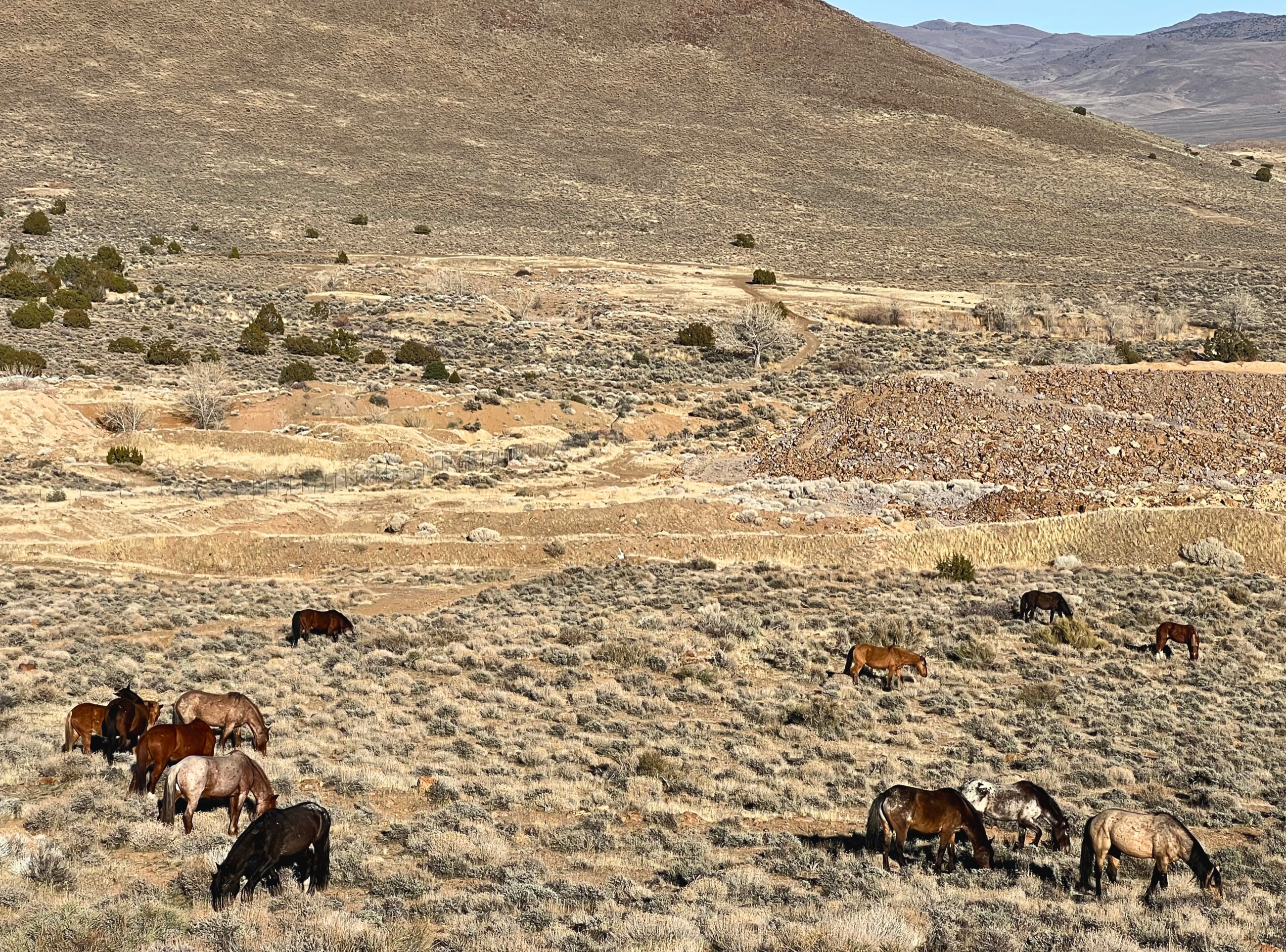 A band of wild horses grazing in the high desert outside Reno